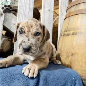 Herman, Great Dane Puppy